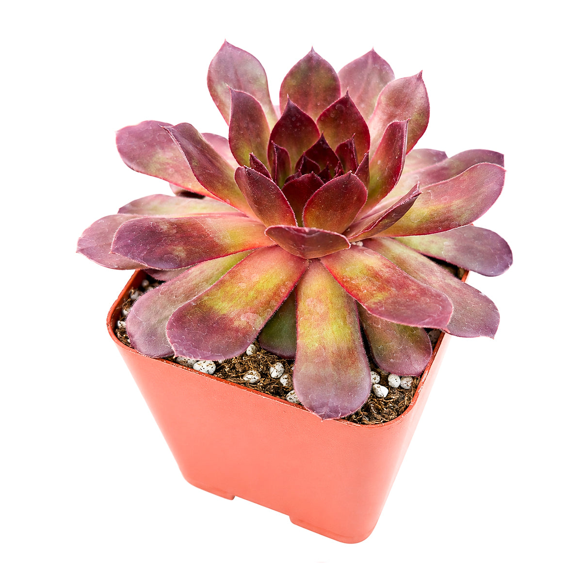 Chick Charms Giant Copper Canyon in California, How to grow Chick Charms Giant Copper Canyon, rare succulents, rare succulents for sale, unique succulents