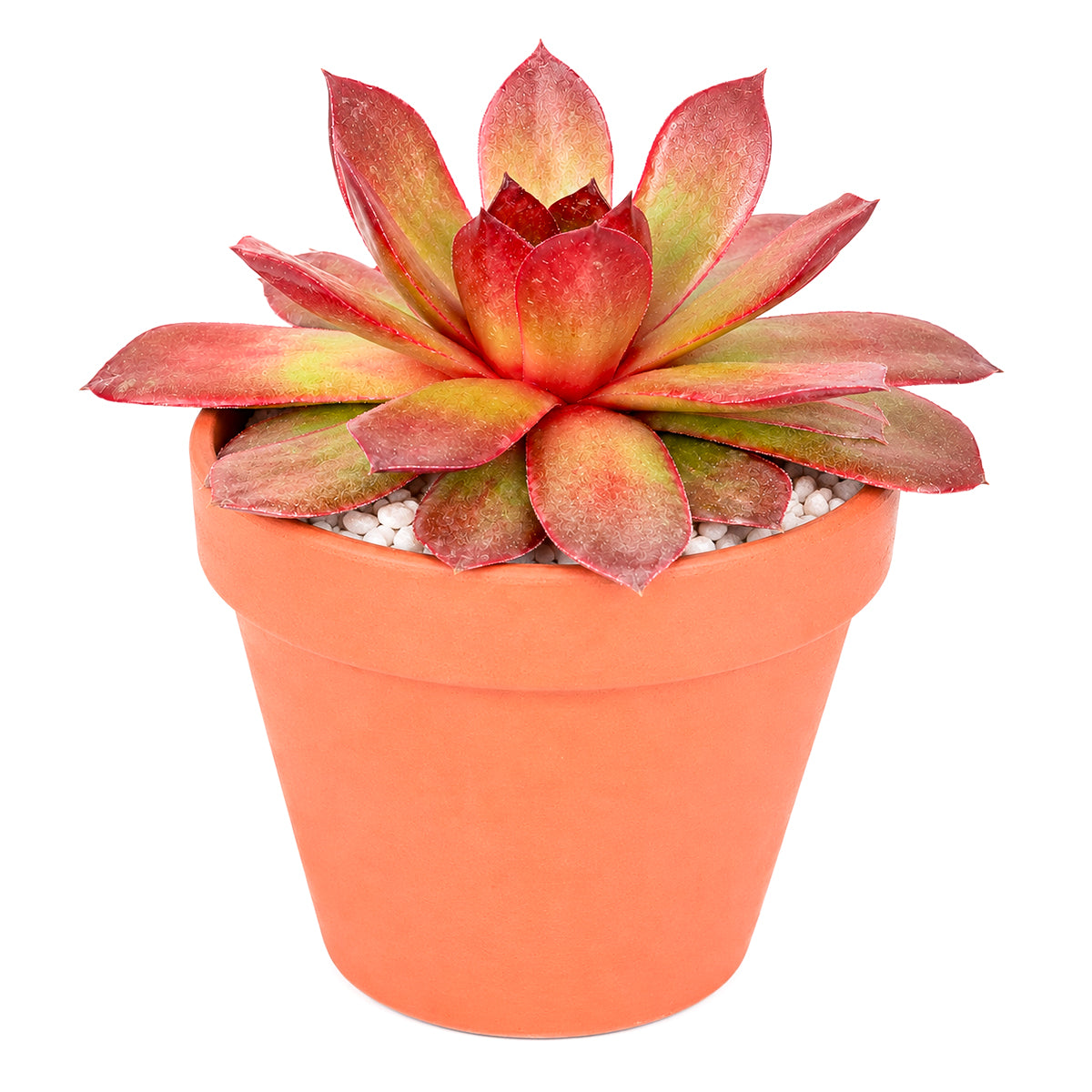 Chick Charms Giant Copper Canyon in California, How to grow Chick Charms Giant Copper Canyon, rare succulents, rare succulents for sale, unique succulents