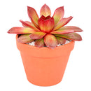 Chick Charms Giant Copper Canyon in California, How to grow Chick Charms Giant Copper Canyon, rare succulents, rare succulents for sale, unique succulents