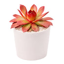 Chick Charms Giant Copper Canyon in California, How to grow Chick Charms Giant Copper Canyon, rare succulents, rare succulents for sale, unique succulents