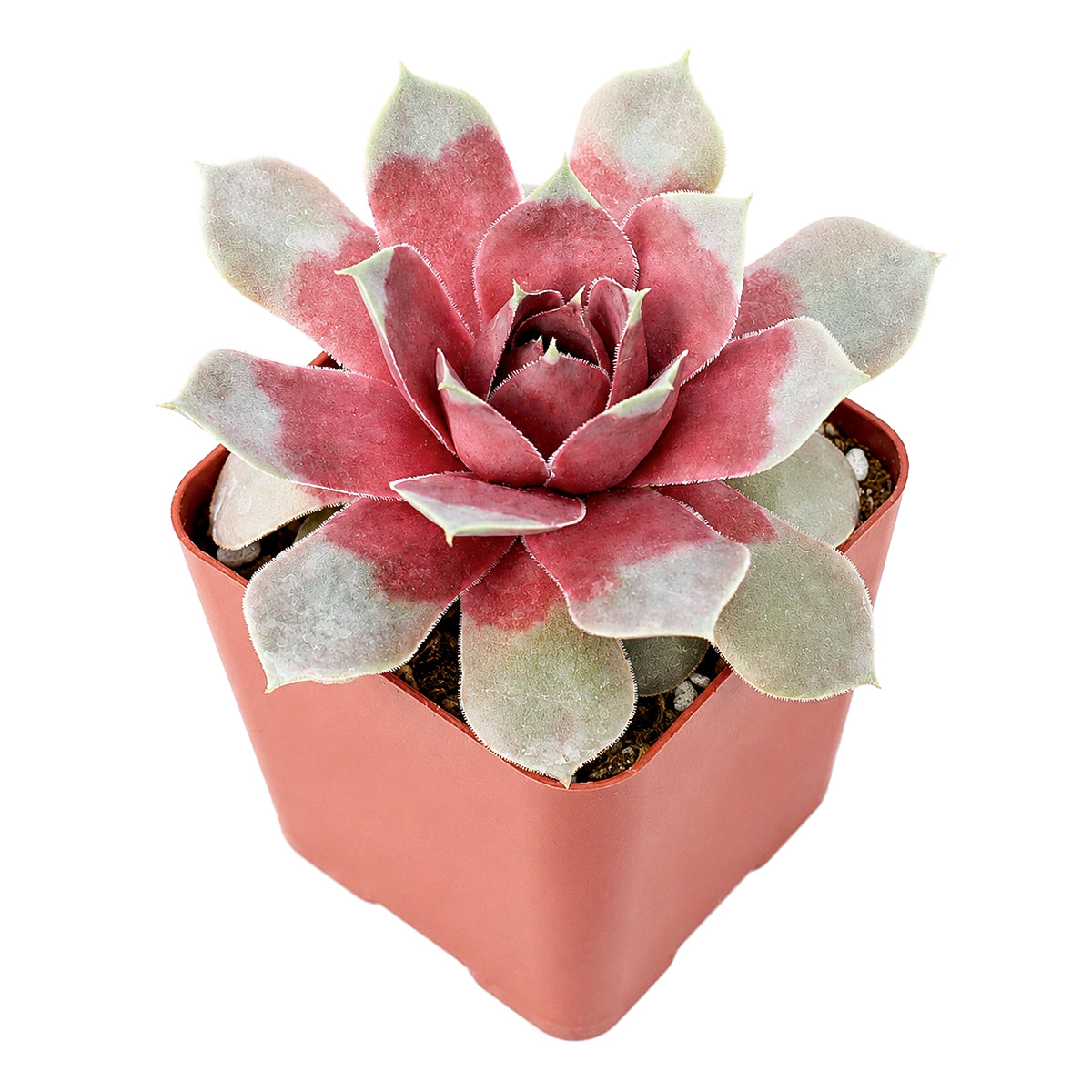 Chick Charms Giant Steel Appeal for sale, how to grow succulents, succulent plant, succulent care tips, succulent subscription, succulents garden, Succulents, Succulents shop near me, Rare succulents