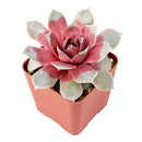 Chick Charms Giant Steel Appeal for sale, how to grow succulents, succulent plant, succulent care tips, succulent subscription, succulents garden, Succulents, Succulents shop near me, Rare succulents