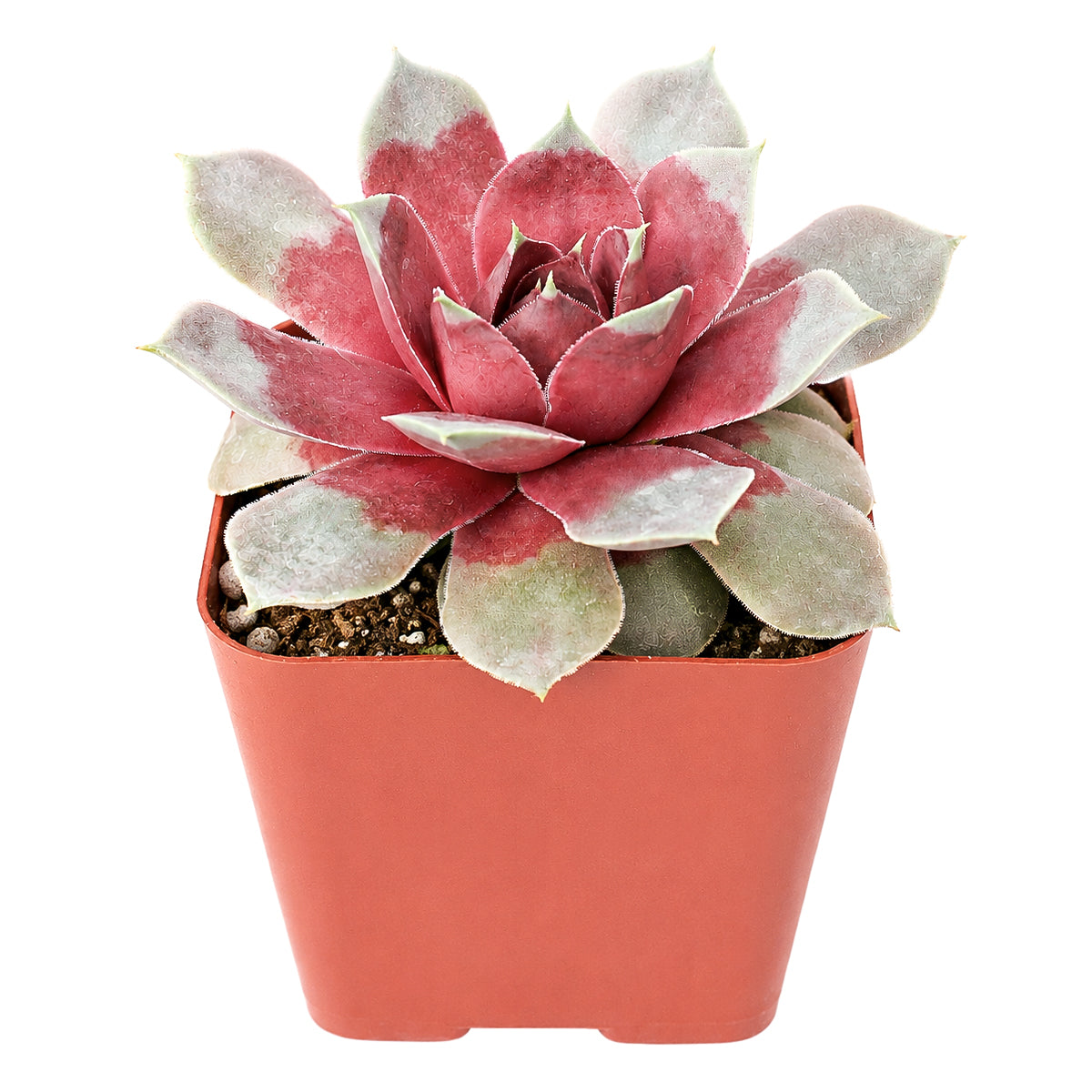Chick Charms Giant Steel Appeal for sale, how to grow succulents, succulent plant, succulent care tips, succulent subscription, succulents garden, Succulents, Succulents shop near me, Rare succulents