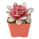 Chick Charms Giant Steel Appeal for sale, how to grow succulents, succulent plant, succulent care tips, succulent subscription, succulents garden, Succulents, Succulents shop near me, Rare succulents