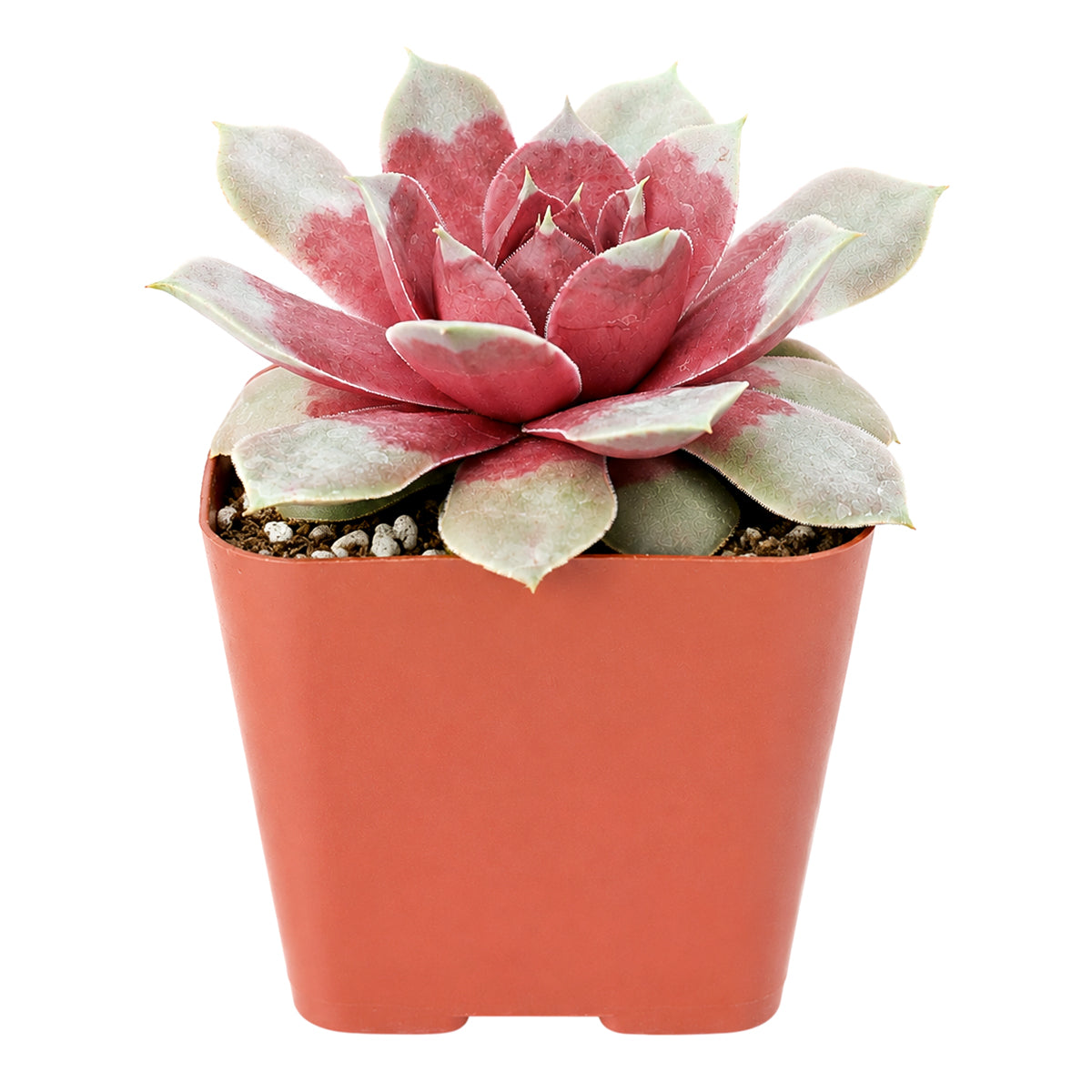 Chick Charms Giant Steel Appeal for sale, how to grow succulents, succulent plant, succulent care tips, succulent subscription, succulents garden, Succulents, Succulents shop near me, Rare succulents