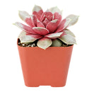Chick Charms Giant Steel Appeal for sale, how to grow succulents, succulent plant, succulent care tips, succulent subscription, succulents garden, Succulents, Succulents shop near me, Rare succulents