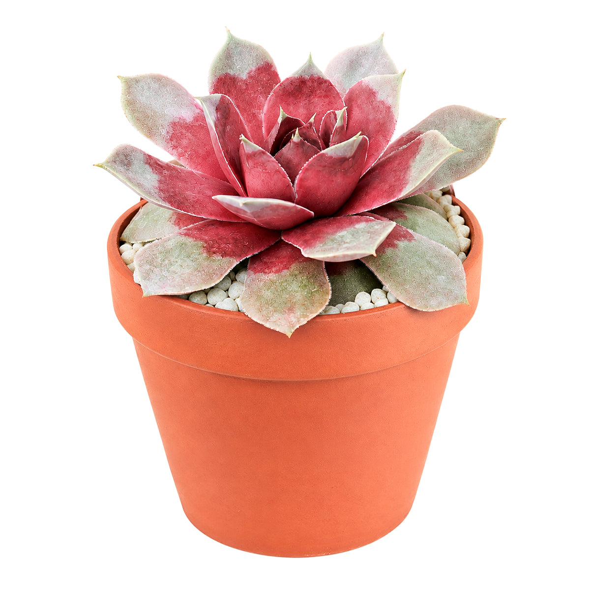 Chick Charms Giant Steel Appeal for sale, how to grow succulents, succulent plant, succulent care tips, succulent subscription, succulents garden, Succulents, Succulents shop near me, Rare succulents