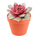 Chick Charms Giant Steel Appeal for sale, how to grow succulents, succulent plant, succulent care tips, succulent subscription, succulents garden, Succulents, Succulents shop near me, Rare succulents