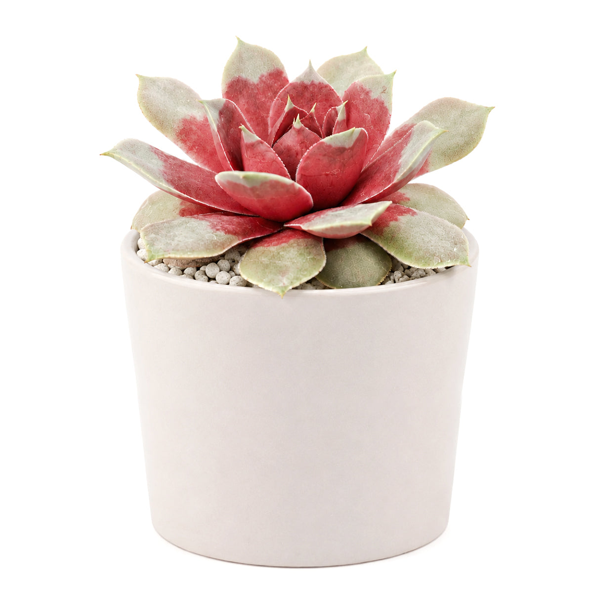 Chick Charms Giant Steel Appeal for sale, how to grow succulents, succulent plant, succulent care tips, succulent subscription, succulents garden, Succulents, Succulents shop near me, Rare succulents