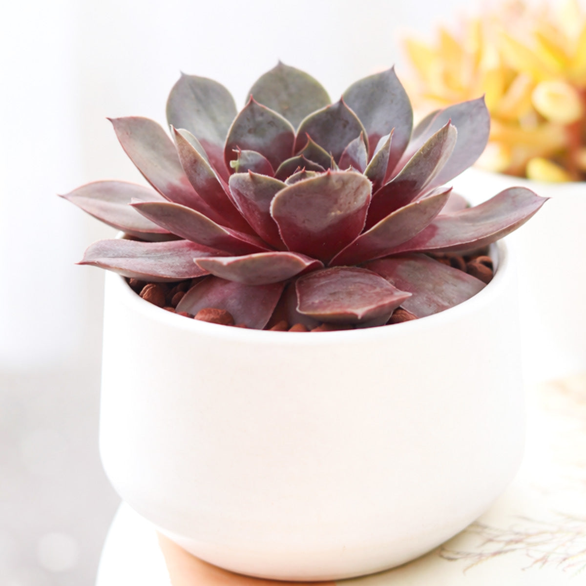 Chick Charms Giant Steel Appeal for sale, how to grow succulents, succulent plant, succulent care tips, succulent subscription, succulents garden, Succulents, Succulents shop near me, Rare succulents