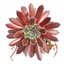 Chick Charmlettes Happy Holly succulent for sale online, green succulent, succulent gift ideas