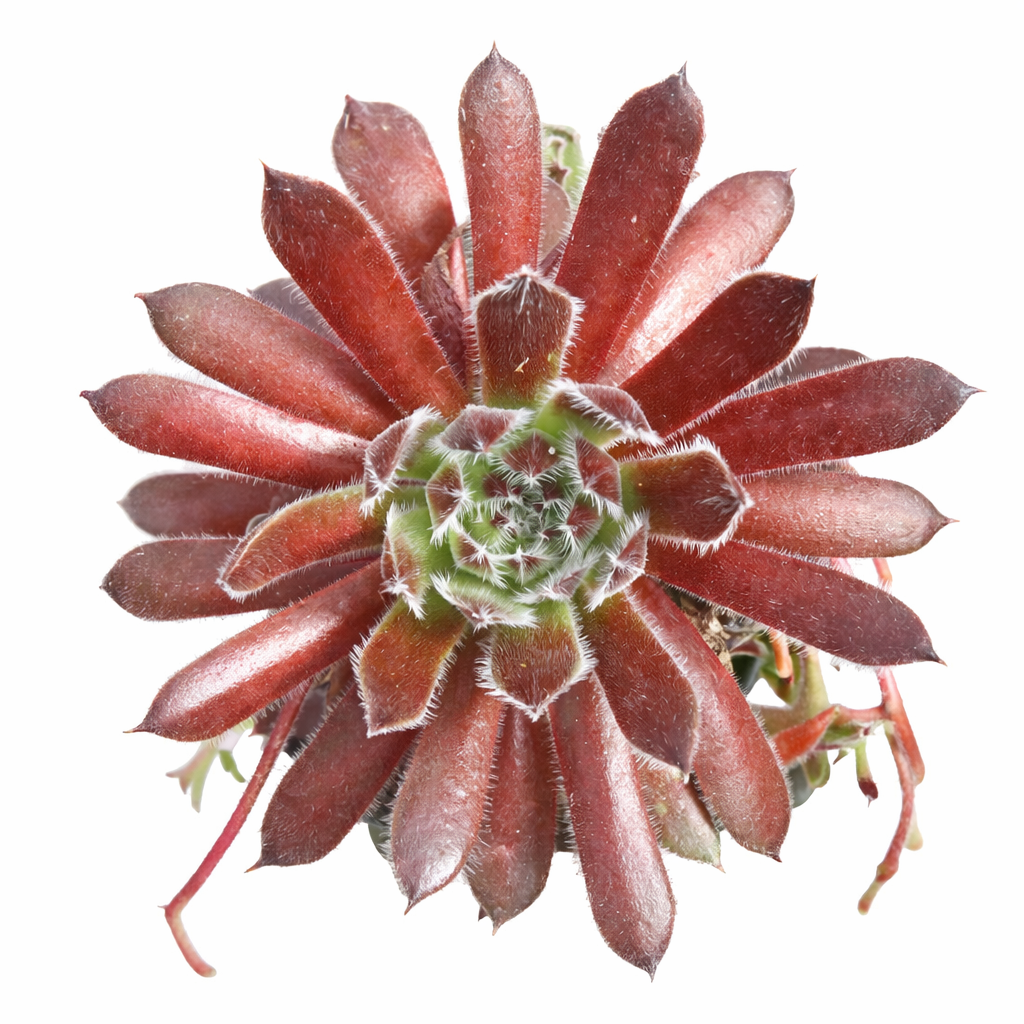 Chick Charmlettes Happy Holly in California, How to grow Chick Charmlettes Happy Holly, rare succulents, rare succulents for sale, unique succulents