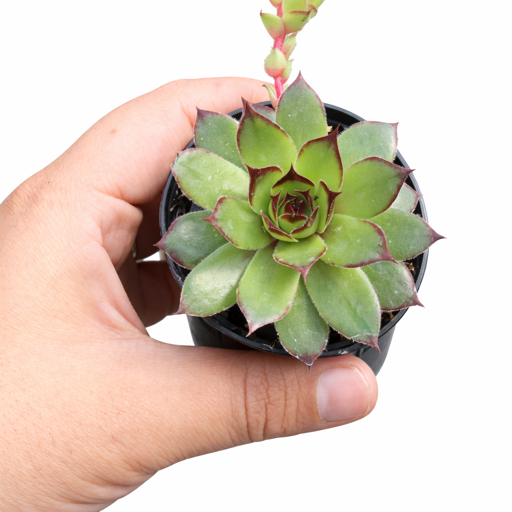 buy Chick Charmlettes Ollie Oddball online, rare succulent, succulent shop, unusual succulents, succulent store, succulents online