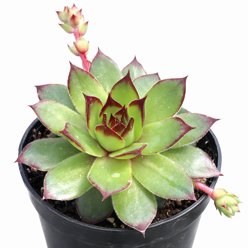 Chick Charmlettes Ollie Oddball in California, How to grow Chick Charmlettes Ollie Oddball, rare succulents, rare succulents for sale, unique succulents