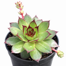 buy Chick Charmlettes Ollie Oddball online, rare succulent, succulent shop, unusual succulents, succulent store, succulents online