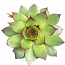 buy Chick Charmlettes Ollie Oddball online, rare succulent, succulent shop, unusual succulents, succulent store, succulents online