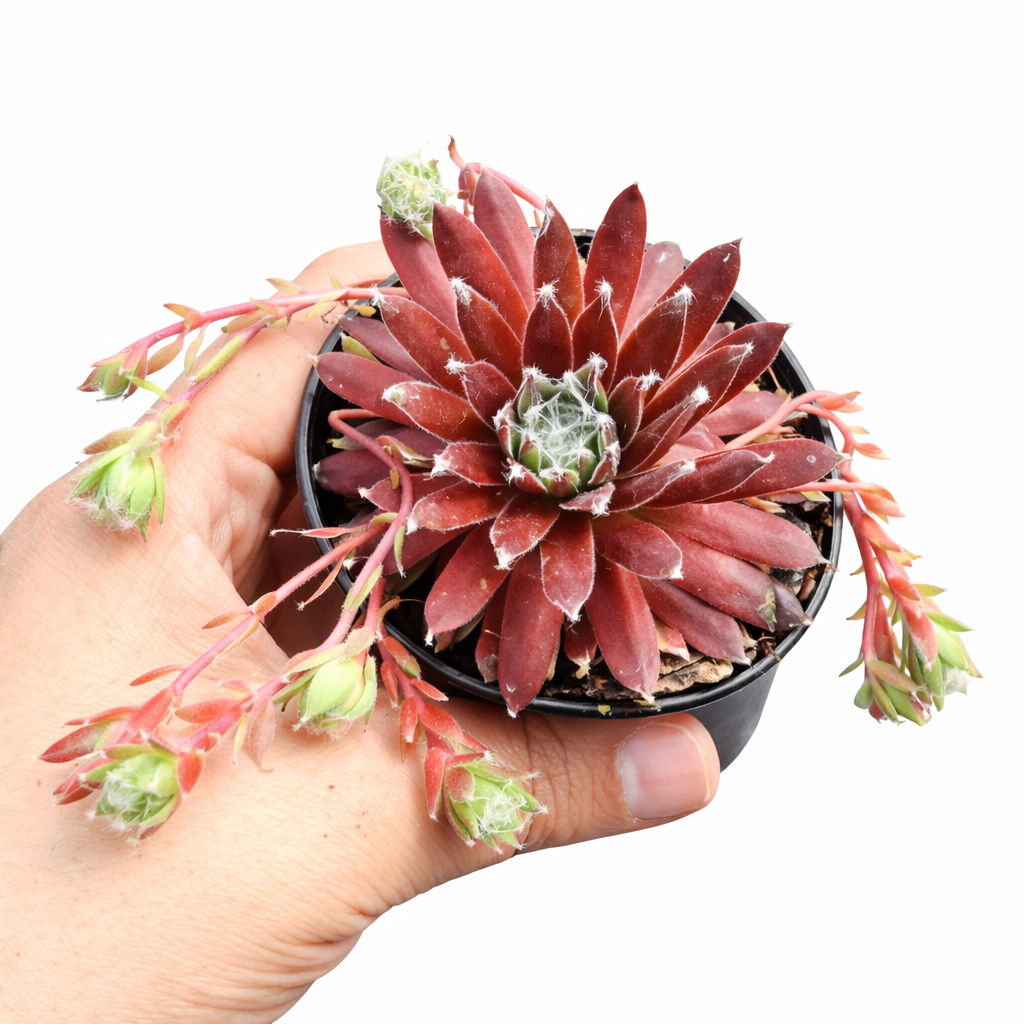 buy Chick Charmlettes Sleepy Steve online, rare succulent, succulent shop, unusual succulents, succulent store, succulents online