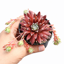 buy Chick Charmlettes Sleepy Steve online, rare succulent, succulent shop, unusual succulents, succulent store, succulents online