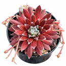 buy Chick Charmlettes Sleepy Steve online, rare succulent, succulent shop, unusual succulents, succulent store, succulents online