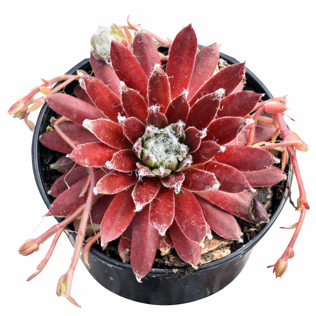 Chick Charmlettes Sleepy Steve in California, How to grow Chick Charmlettes Sleepy Steve, rare succulents, rare succulents for sale, unique succulents