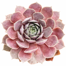 Chick Charms Giant Steel Appeal for sale, how to grow succulents, succulent plant, succulent care tips, succulent subscription, succulents garden, Succulents, Succulents shop near me, Rare succulents