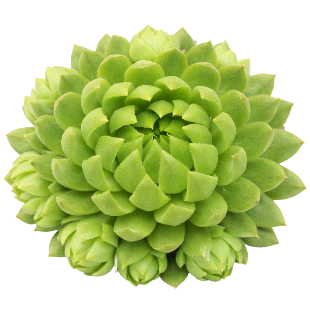 2 inch Chick Charms Key Lime Kiss, green succulents, indoor outdoor succulents, succulent care guide, buy succulents online
