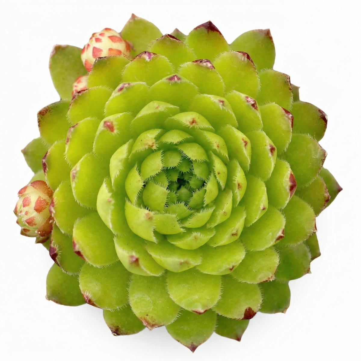 2 inch Chick Charms Key Lime Kiss, green succulents, indoor outdoor succulents, succulent care guide, buy succulents online