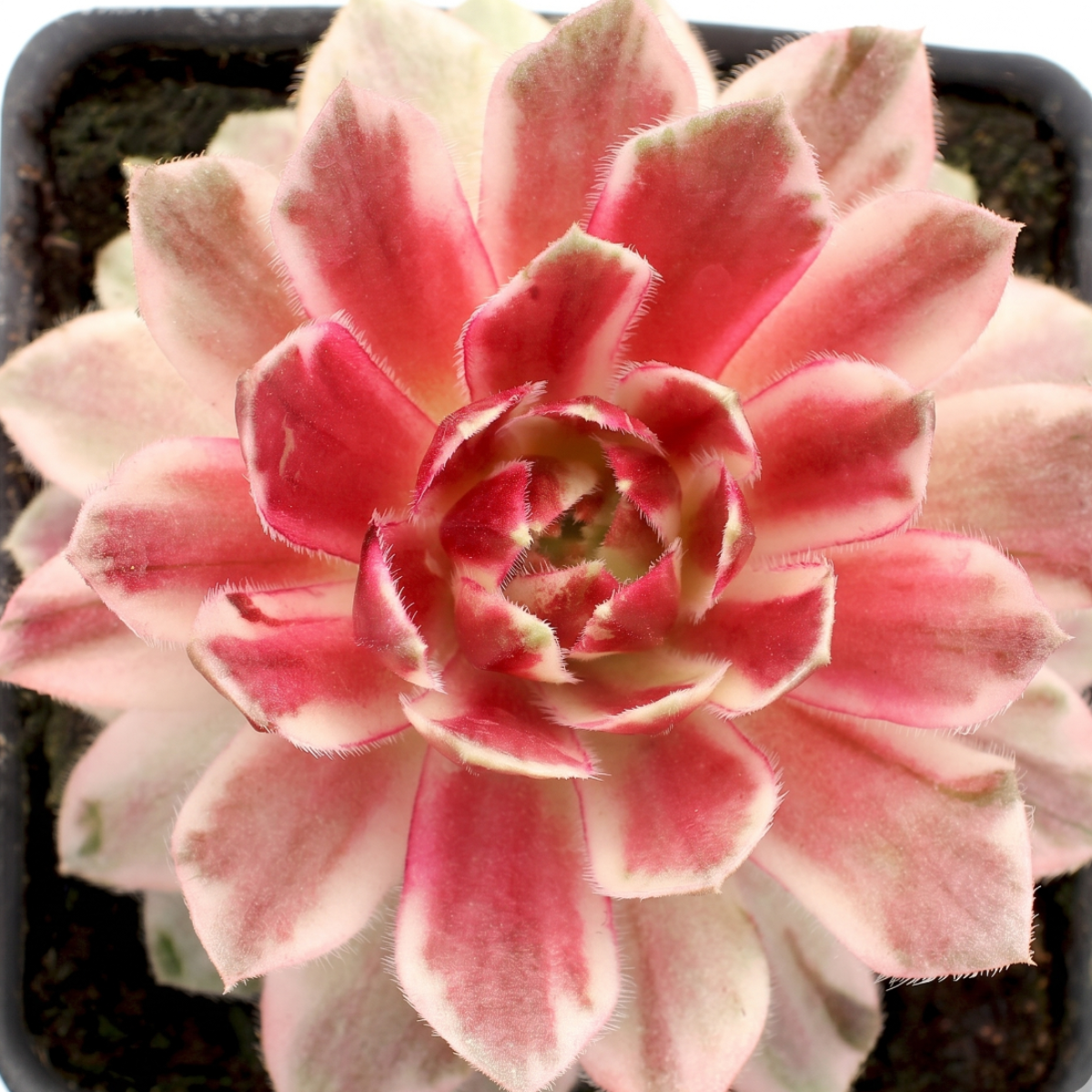 Chick Charms Lotus Blossom 2 inch live plant for sale, Chick Charms Lotus Blossom sempervivum with lotus shaped rosettes ornamental plant, Chick Charms Lotus Blossom colorful rosette succulent for modern home decor