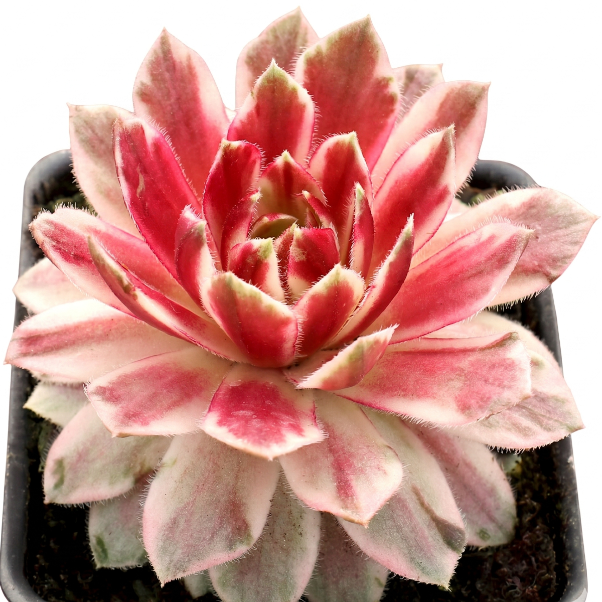chick charm succulent Chick Charms ‘Lotus Blossom’ – Colorful Hens & Chicks Succulent 2 inch / White Modern Pot by Succulents Box