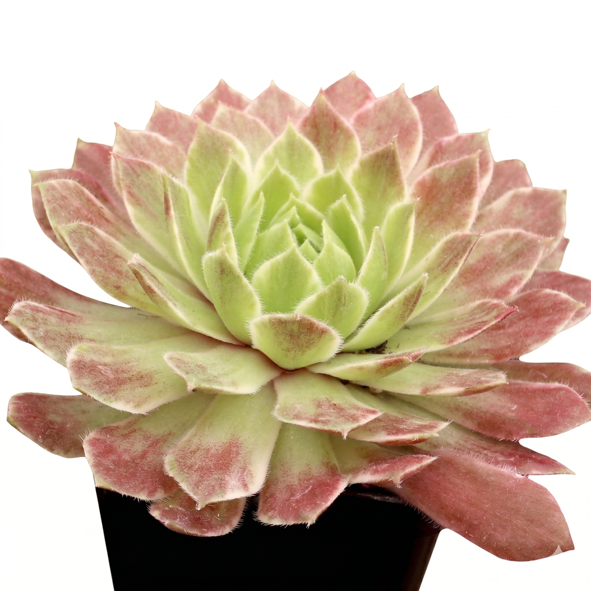 2 inch Chick Charms Lotus Blossom live plant for sale, Chick Charms Lotus Blossom unique housewarming gift plant for garden enthusiasts, Chick Charms Lotus Blossom easy care succulent gift for beginners plant owners