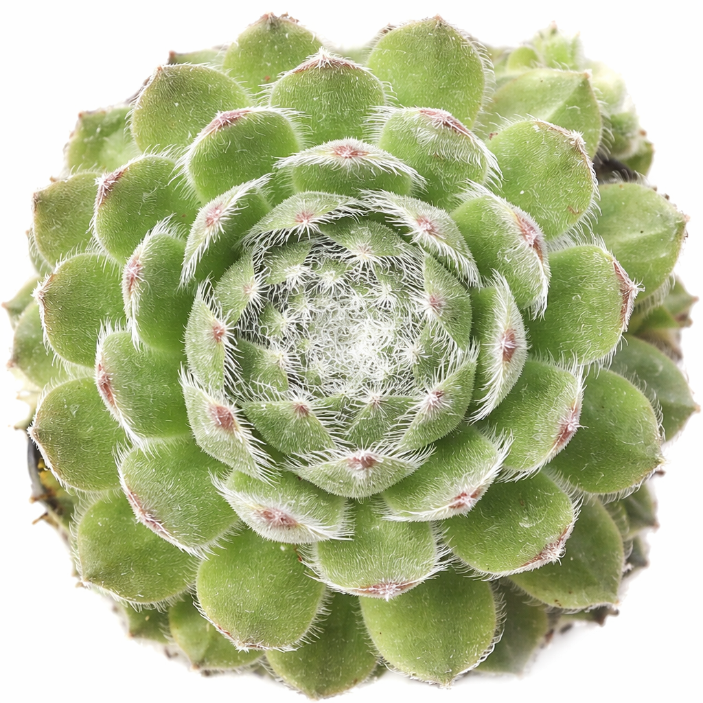 2 inch Chick Charms ‘Powdered Pastry’, green succulents, indoor succulents, succulent care guide, buy succulents online