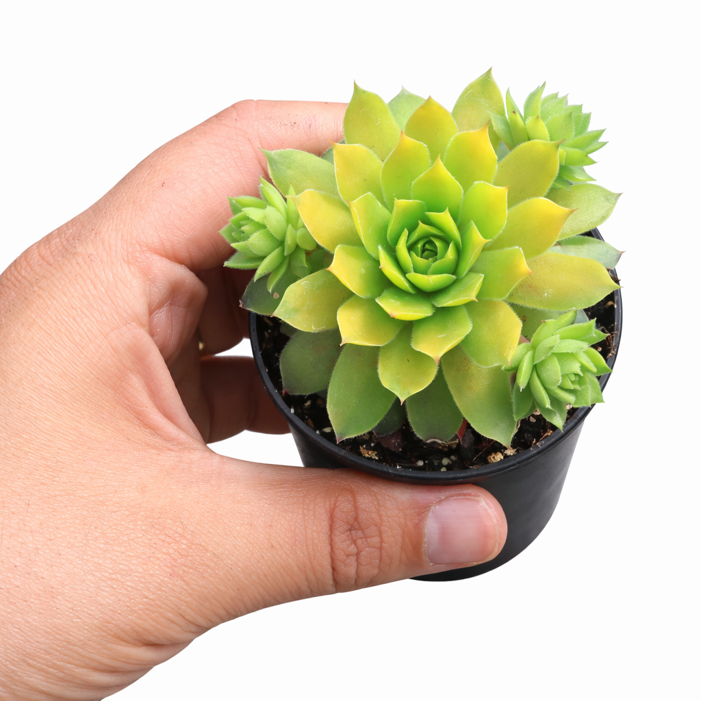 Chick Charmlettes Cheeky Charlie in California, How to grow Chick Charmlettes Cheeky Charlie, rare succulents, rare succulents for sale, unique succulents