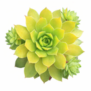 Chick Charmlettes Cheeky Charlie in California, How to grow Chick Charmlettes Cheeky Charlie, rare succulents, rare succulents for sale, unique succulents