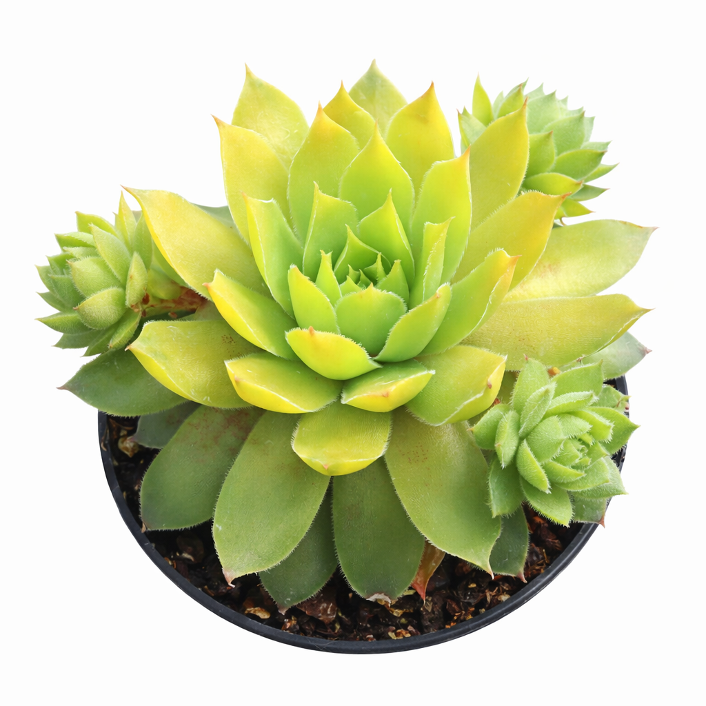 buy Chick Charmlettes Cheeky Charlie online, rare succulent, succulent shop, unusual succulents, succulent store, succulents online
