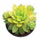 Chick Charmlettes Cheeky Charlie in California, How to grow Chick Charmlettes Cheeky Charlie, rare succulents, rare succulents for sale, unique succulents