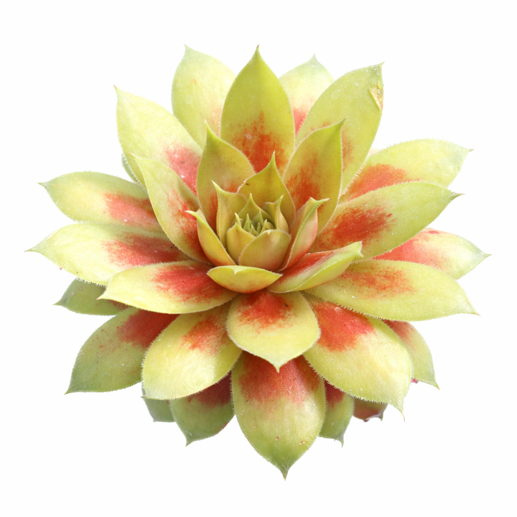 Chick Charmlettes Darlin' Dottie succulent for sale online, yellow succulent, succulent gift ideas