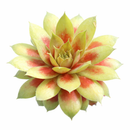 buy Chick Charmlettes Darlin' Dottie online, rare succulent, succulent shop, unusual succulents, succulent store, succulents online