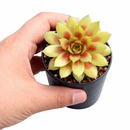 buy Chick Charmlettes Darlin' Dottie online, rare succulent, succulent shop, unusual succulents, succulent store, succulents online