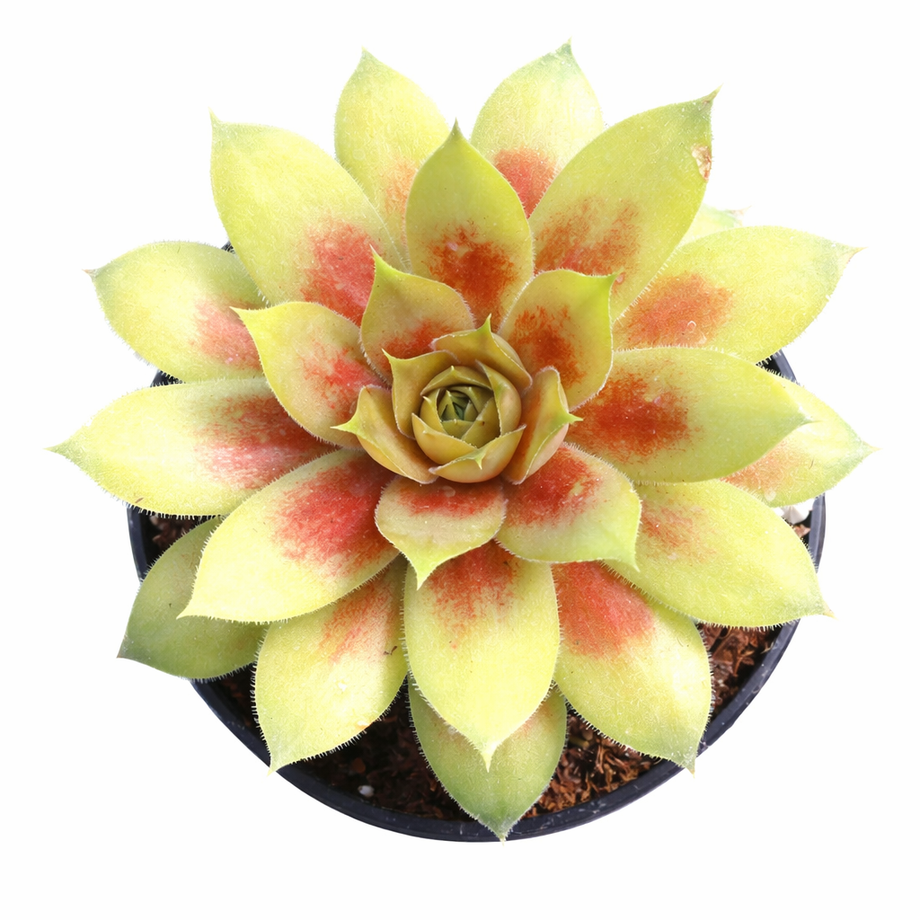 Chick Charmlettes Darlin' Dottie in California, How to grow Chick Charmlettes Darlin' Dottie, rare succulents, rare succulents for sale, unique succulents