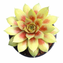 buy Chick Charmlettes Darlin' Dottie online, rare succulent, succulent shop, unusual succulents, succulent store, succulents online
