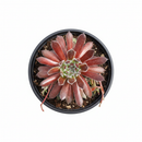 Chick Charmlettes Happy Holly succulent for sale online, green succulent, succulent gift ideas