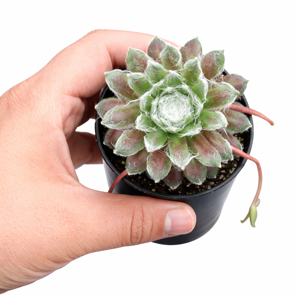 Chick Charmlettes Nerdy Nelly in California, How to grow Chick Charmlettes Nerdy Nelly, rare succulents, rare succulents for sale, unique succulents