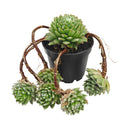 Chick Charmlettes Nerdy Nelly for sale online, green succulent, succulent gift ideas