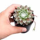 Chick Charmlettes Nerdy Nelly for sale online, green succulent, succulent gift ideas