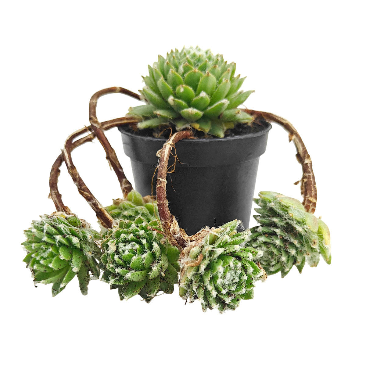 Chick Charmlettes Nerdy Nelly for sale online, green succulent, succulent gift ideas