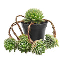 Chick Charmlettes Nerdy Nelly for sale online, green succulent, succulent gift ideas