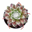 Chick Charmlettes Nerdy Nelly for sale online, green succulent, succulent gift ideas