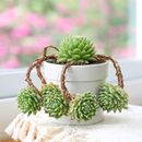 Chick Charmlettes Nerdy Nelly for sale online, green succulent, succulent gift ideas