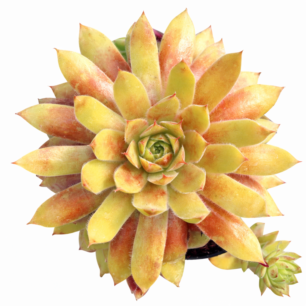 Chick Charmlettes Princess Polly, outdoor indoor succulents, succulent care guide, buy succulents online