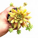 Chick Charmlettes Princess Polly, outdoor indoor succulents, succulent care guide, buy succulents online